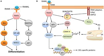 Role of OSCAR Signaling in Osteoclastogenesis and Bone Disease